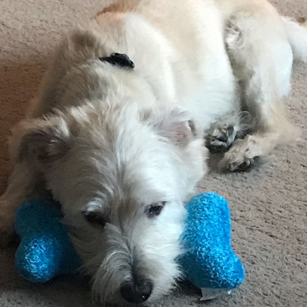 Meet your Posher, Shelley